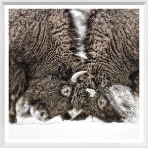 Sparring Lesson — nature and landscape fine art print shown from another angle