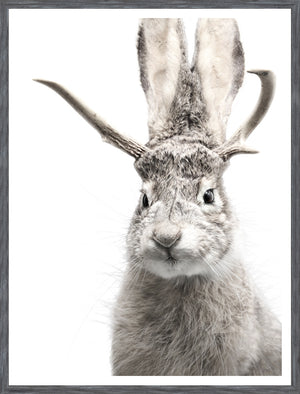 Jackalope — nature and landscape fine art print in neutral tones at Laurie Yapp Home
