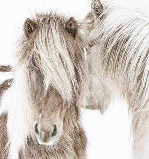 Icelandic Ponies — nature and landscape fine art print in neutral tones at Laurie Yapp Home