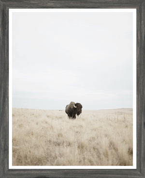 Great Plains Denizen — nature and landscape fine art print in neutral tones at Laurie Yapp Home