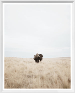 Great Plains Denizen — nature and landscape fine art print shown from another angle