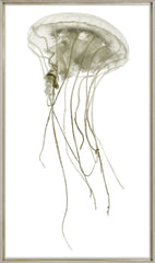 27 × 45 in – Glass Framed