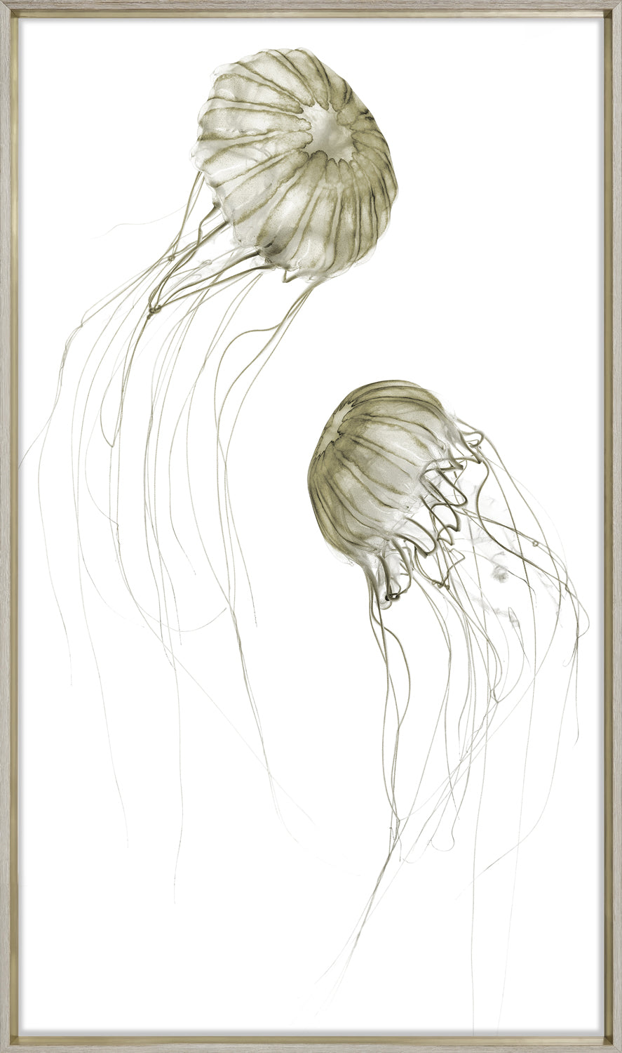 Pacifica Jelly II — nature and landscape fine art print in neutral tones at Laurie Yapp Home