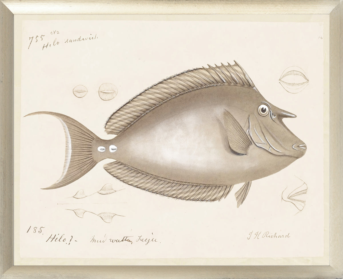 South Pacific Tropicals 1838 wall art featuring a detailed illustration of a fish in neutral tones.