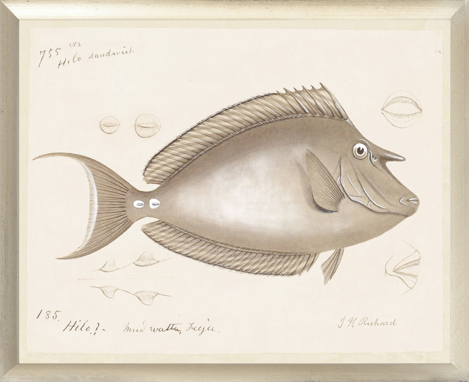 South Pacific Tropicals 1838 wall art featuring a detailed illustration of a fish in neutral tones.