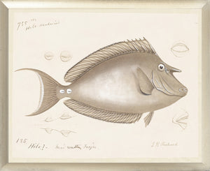South Pacific Tropicals 1838 wall art featuring a detailed illustration of a fish in neutral tones.
