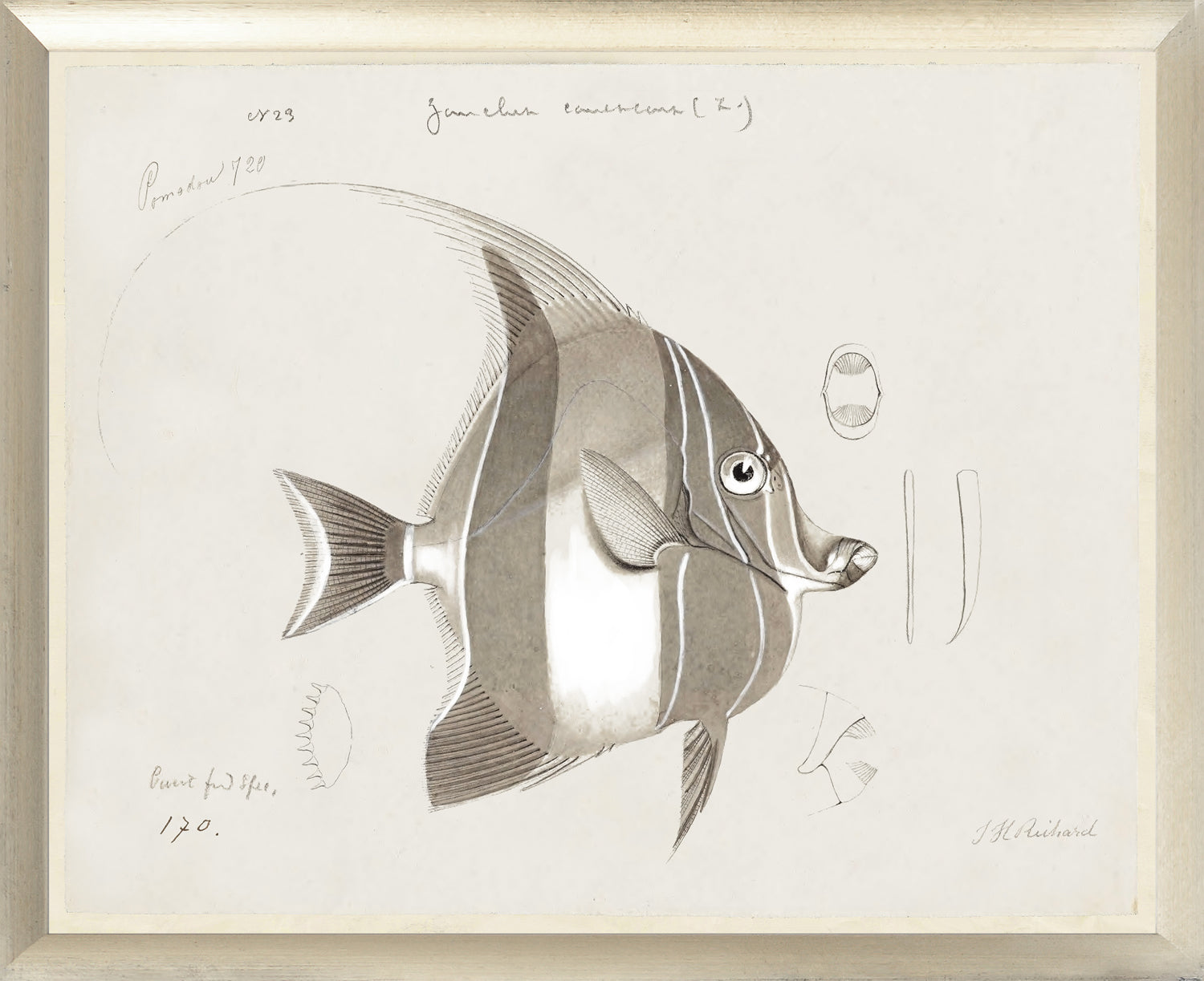 South Pacific Tropicals 1838 – II wall art featuring a detailed fish illustration in neutral tones.