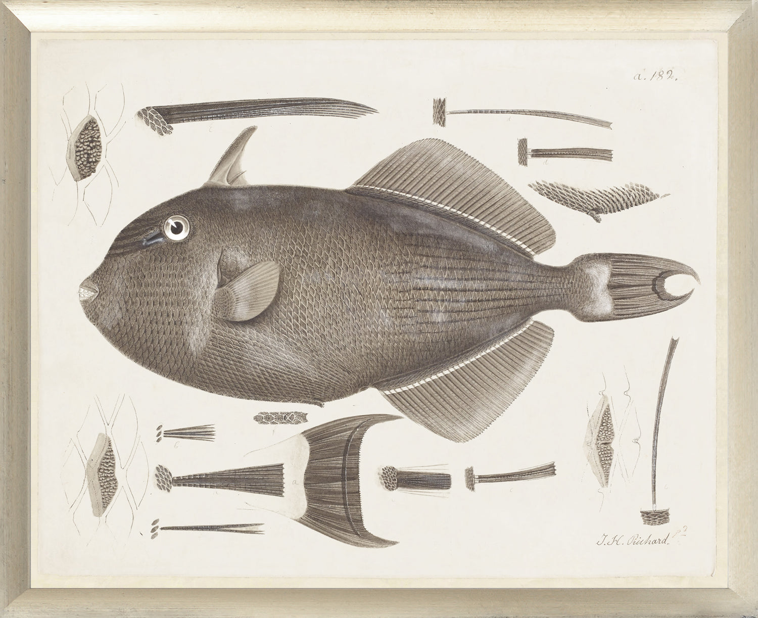 South Pacific Tropicals 1838 – III wall art featuring a detailed fish illustration with surrounding elements.