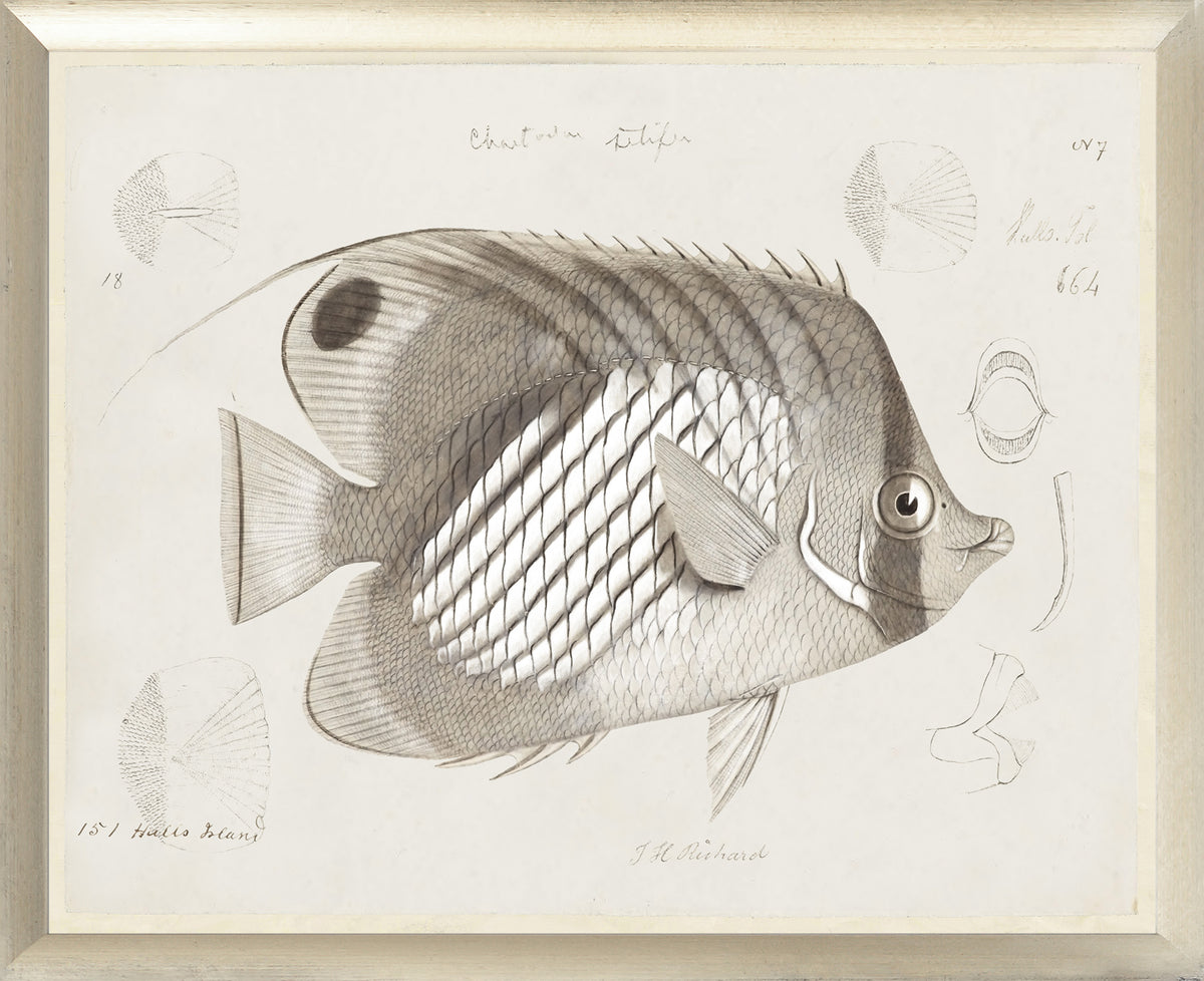 South Pacific Tropicals 1838 – IV wall art featuring a detailed fish illustration in muted tones.