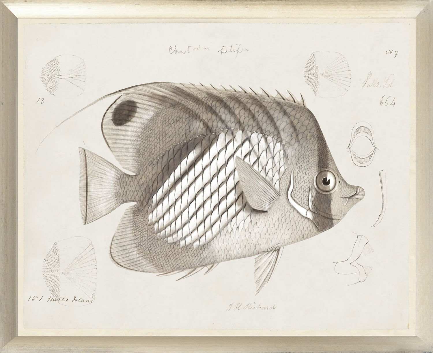 South Pacific Tropicals 1838 – IV wall art featuring a detailed fish illustration in muted tones.