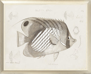 South Pacific Tropicals 1838 – IV wall art featuring a detailed fish illustration in muted tones.