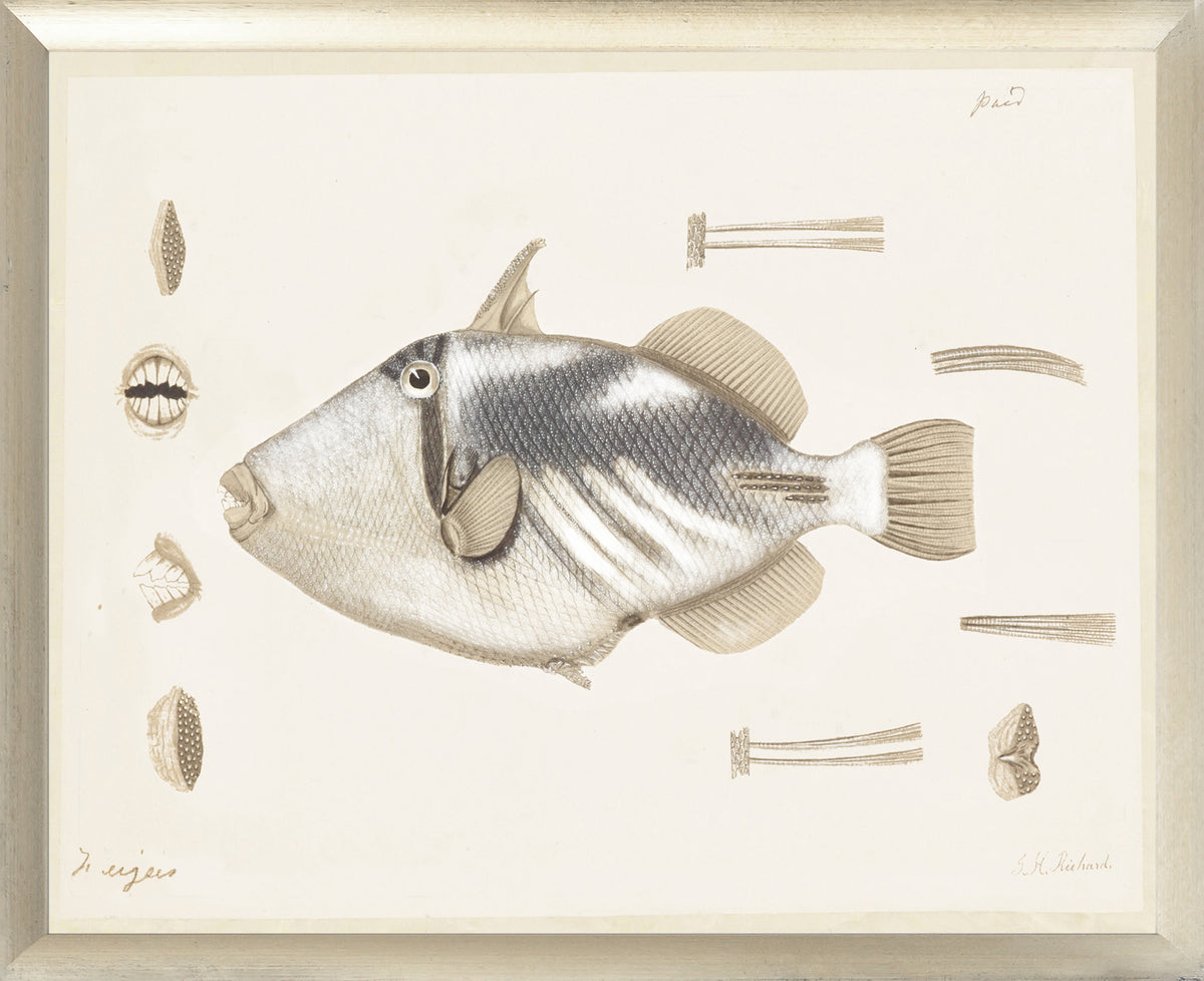South Pacific Tropicals 1838 – V wall art featuring a detailed fish illustration with shells.