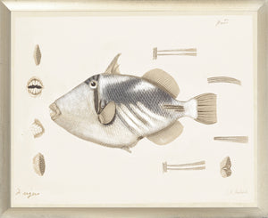 South Pacific Tropicals 1838 – V wall art featuring a detailed fish illustration with shells.