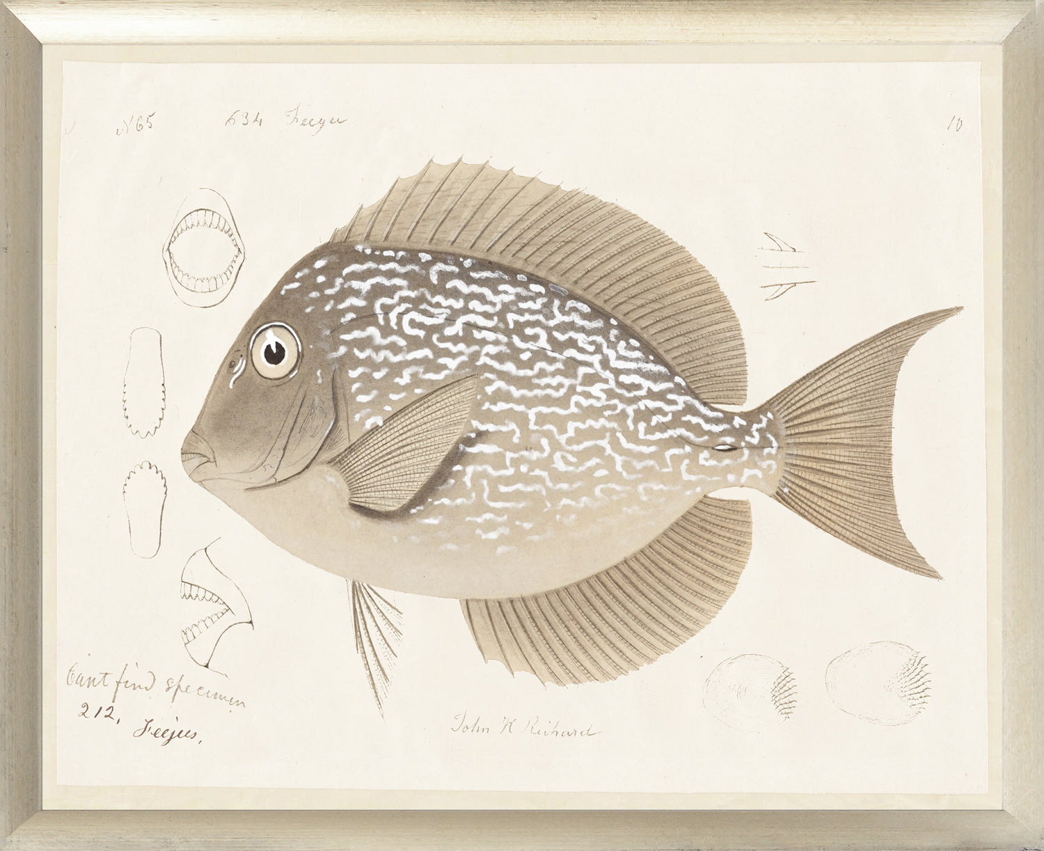 South Pacific Tropicals 1838 – VI wall art featuring a detailed fish illustration in neutral tones.
