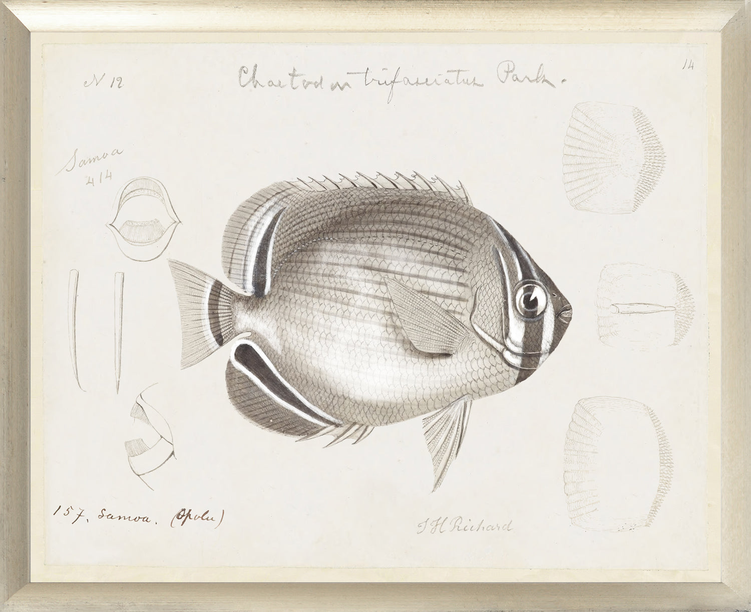 South Pacific Tropicals 1838 – VII wall art featuring a detailed illustration of a fish with scientific notes.