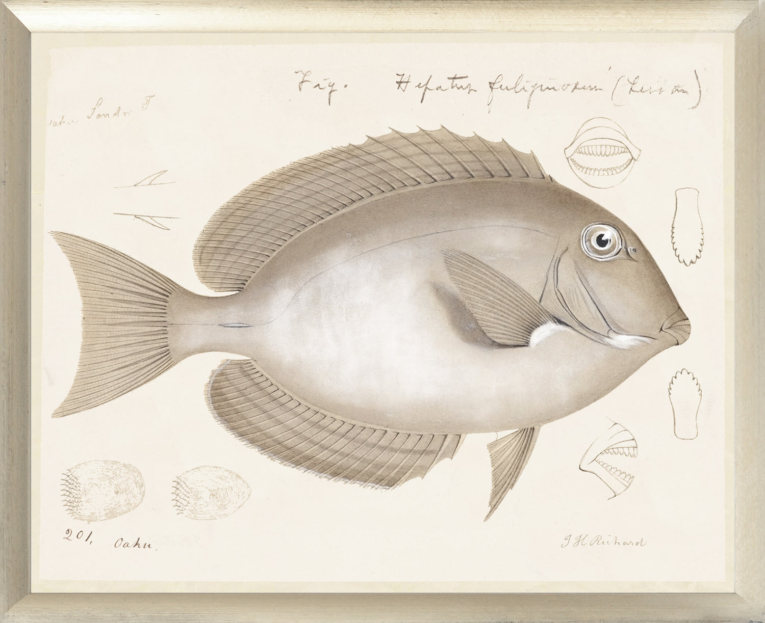 South Pacific Tropicals 1838 – X wall art featuring a detailed fish illustration in muted colors.