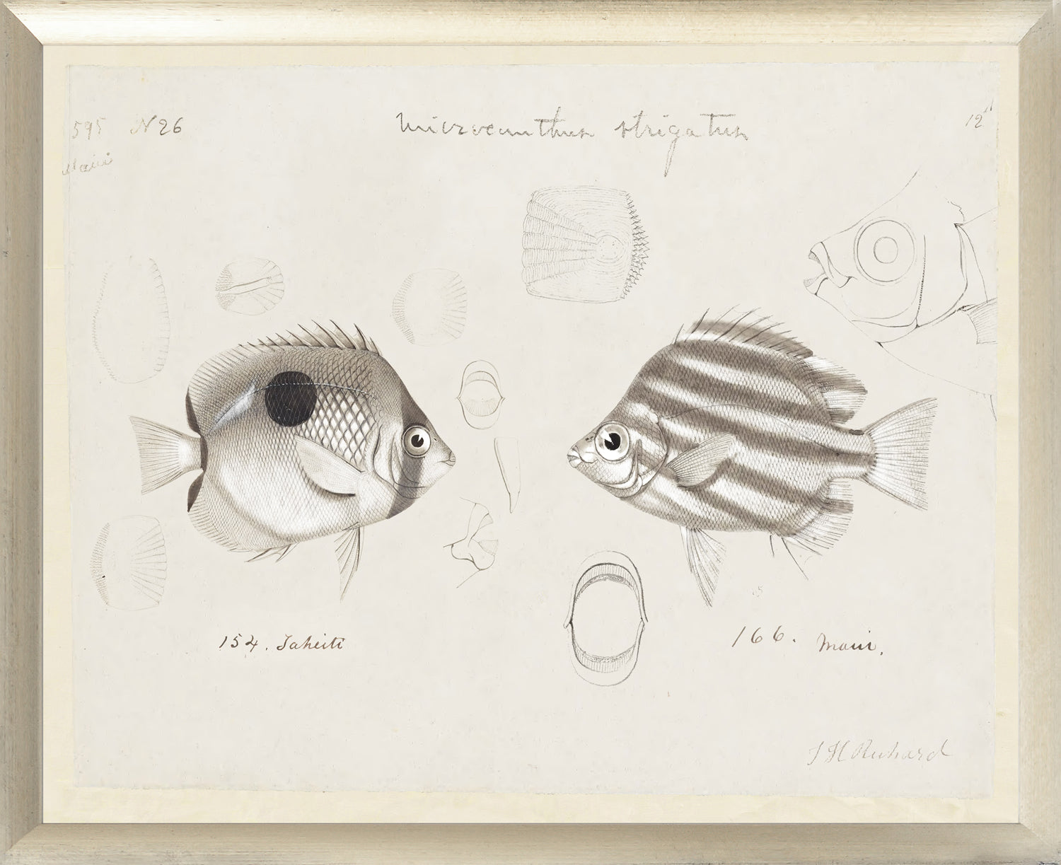 South Pacific Tropicals 1838 – XI wall art featuring detailed fish illustrations in black and white.
