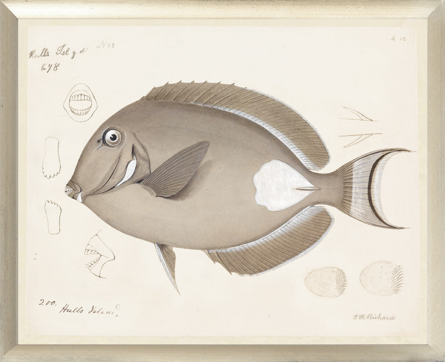 South Pacific Tropicals 1838 – XII wall art featuring a detailed illustration of a fish with neutral tones.
