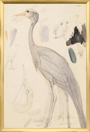 Lear – Demoiselle Crane wall art featuring a detailed sketch of a crane with watercolor accents.
