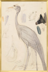 25.25 × 37.25 in
