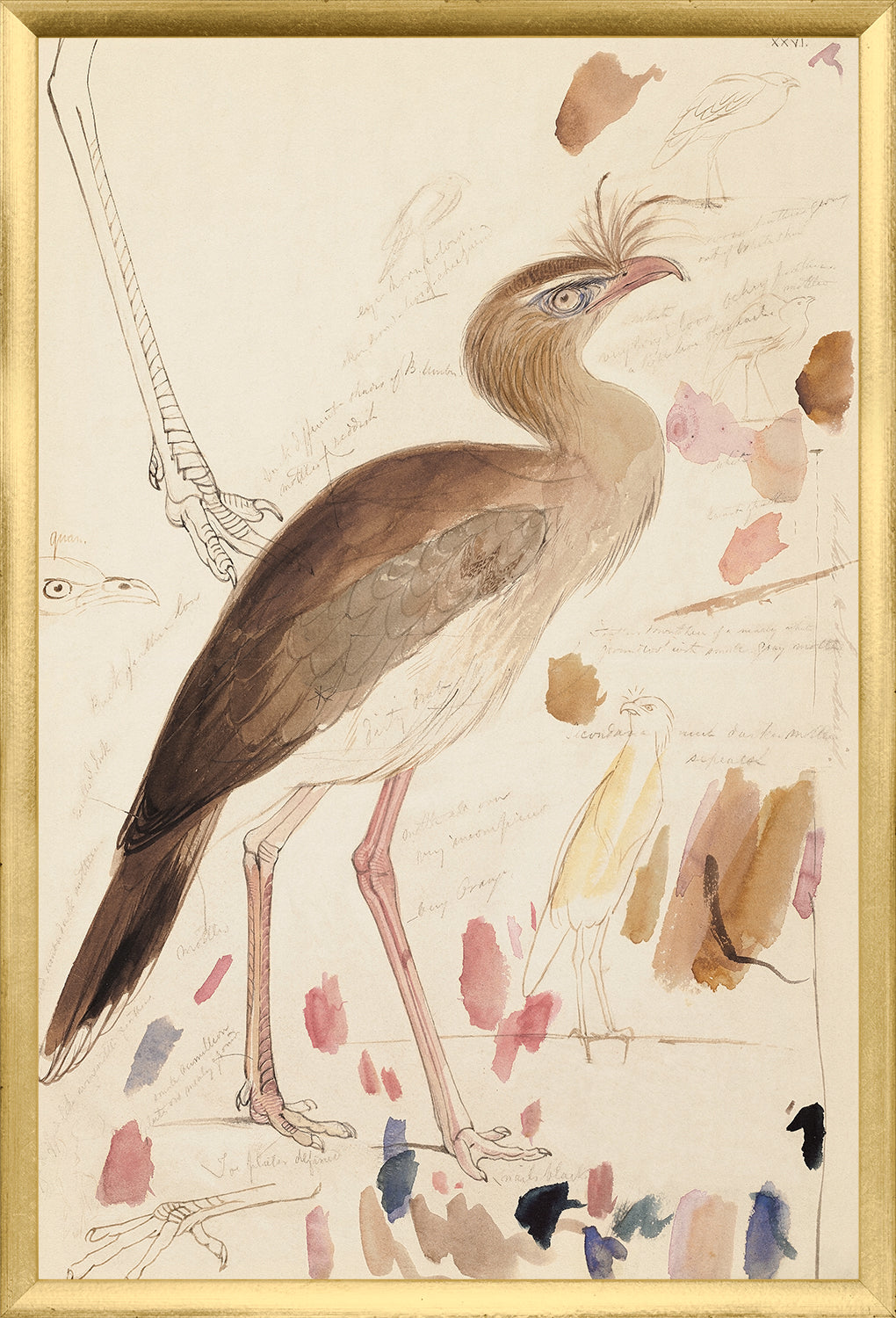 Lear – Red-Legged Seriema wall art featuring a detailed bird illustration with notes.