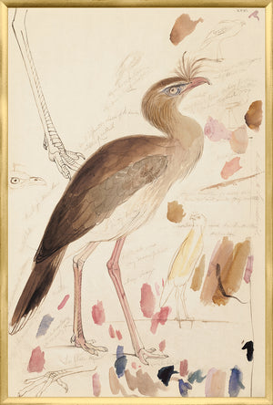Lear Red Legged Seriema framed art print