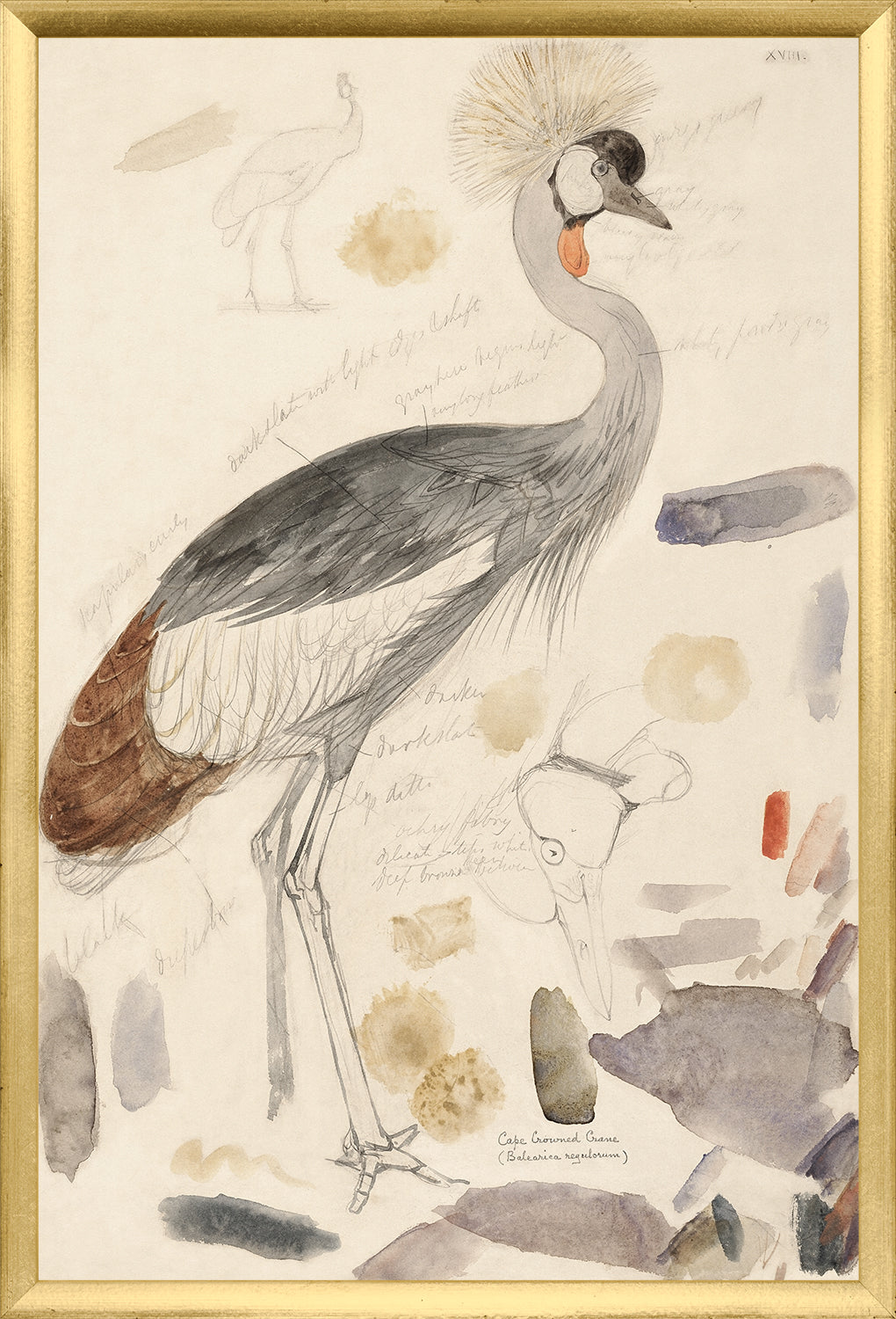 Lear – South African Crowned Crane wall art featuring a detailed watercolor illustration