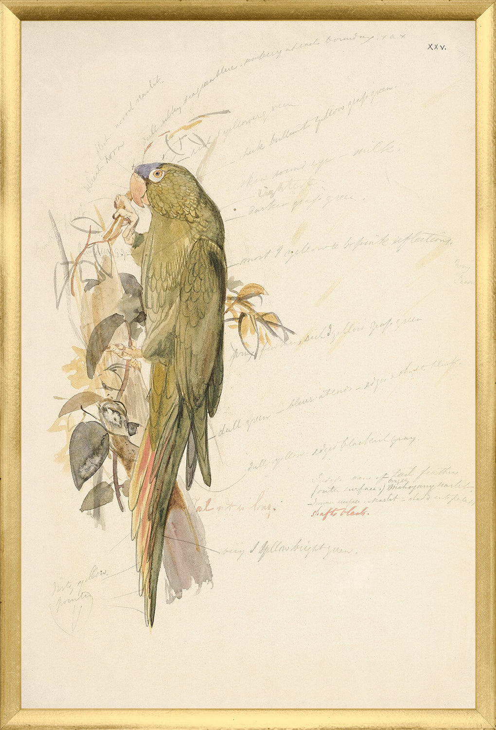 Lear – Blue-Crowned Parakeet wall art featuring a green parakeet perched on a branch with leaves.