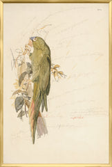 25.25 × 37.25 in