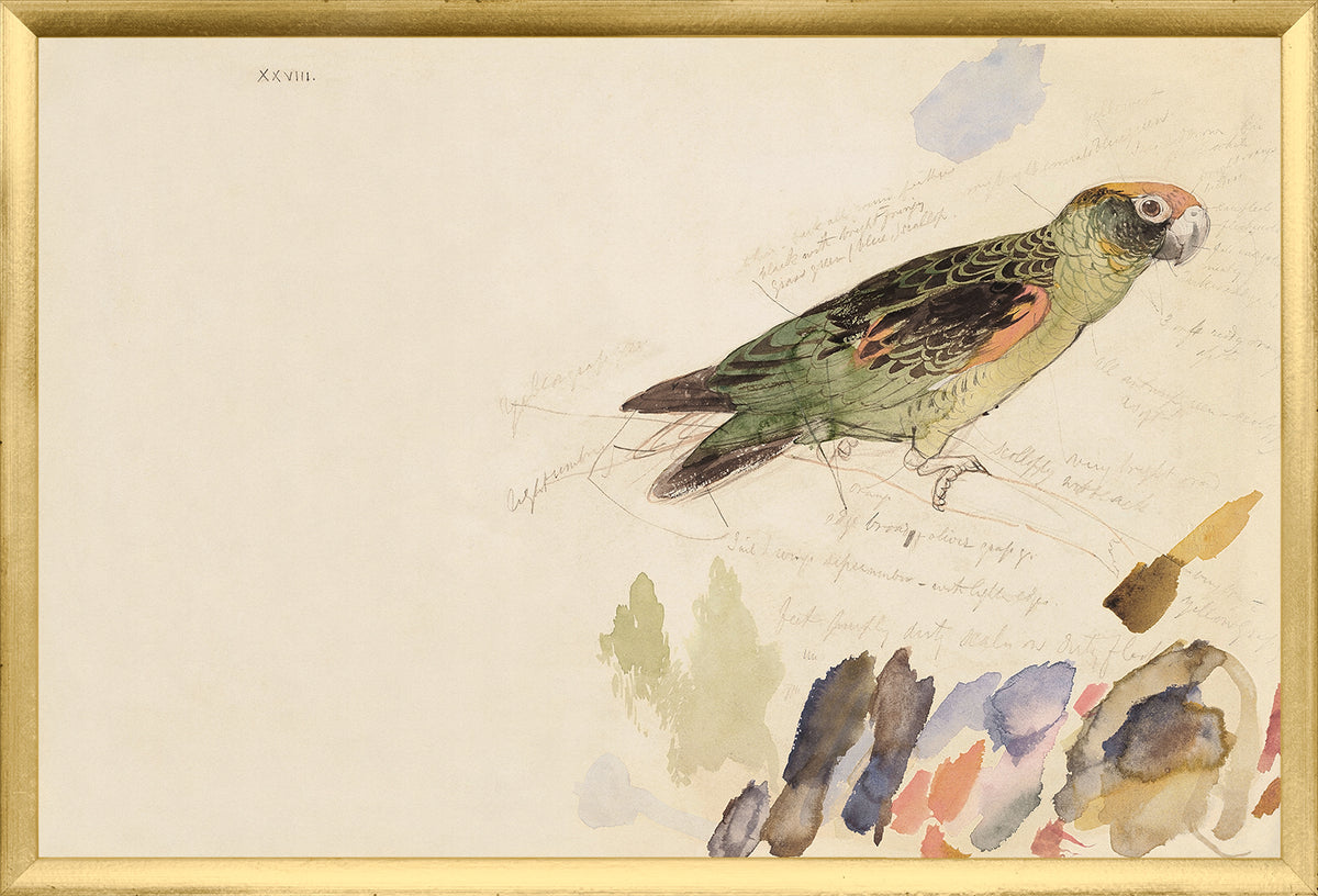 Lear – Red-Fronted Parrot wall art featuring a detailed illustration of a parrot in green and orange.