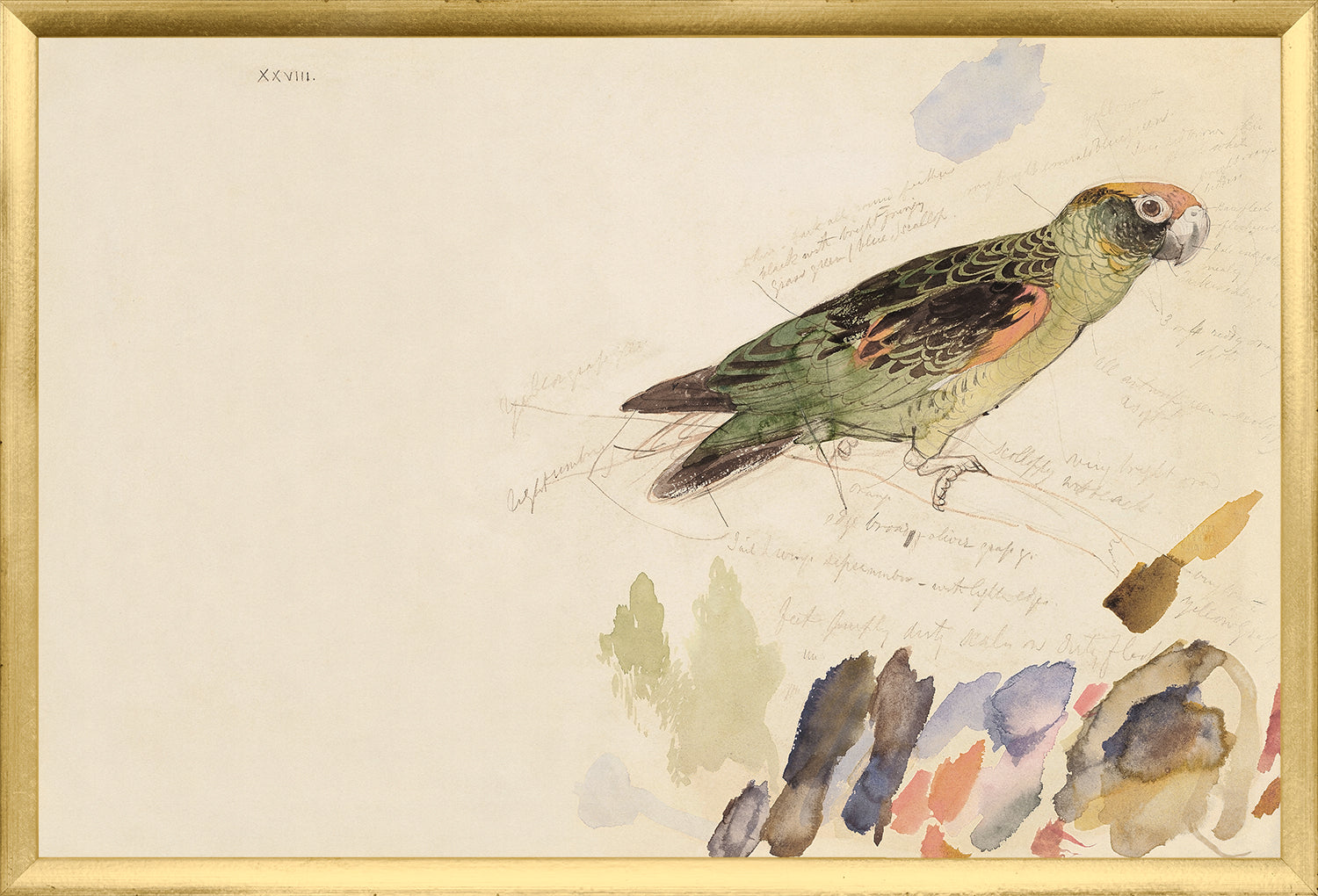 Lear – Red-Fronted Parrot wall art featuring a detailed illustration of a parrot in green and orange.