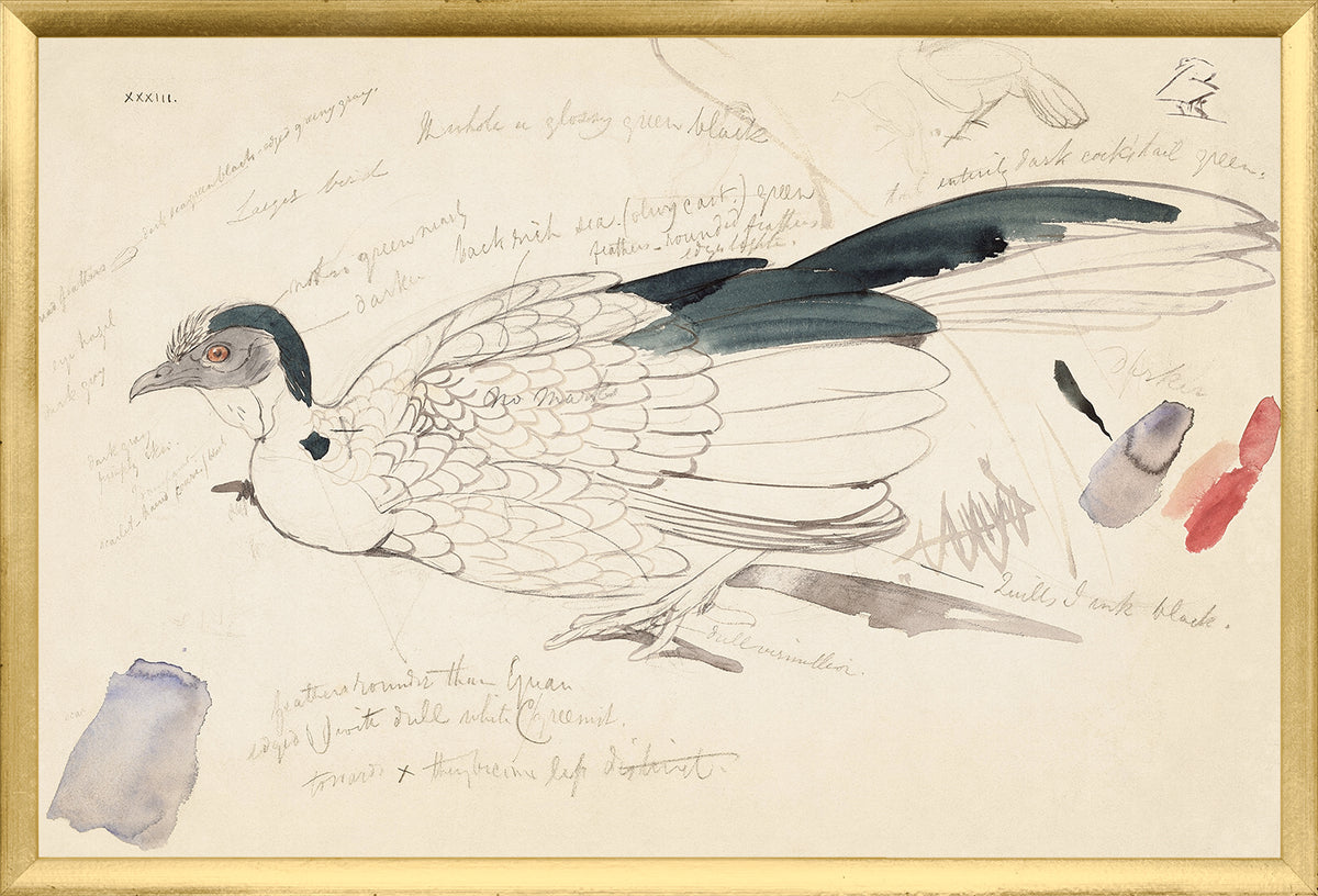 Lear – Plain Chachalaca wall art featuring a detailed bird illustration with notes, framed in gold.