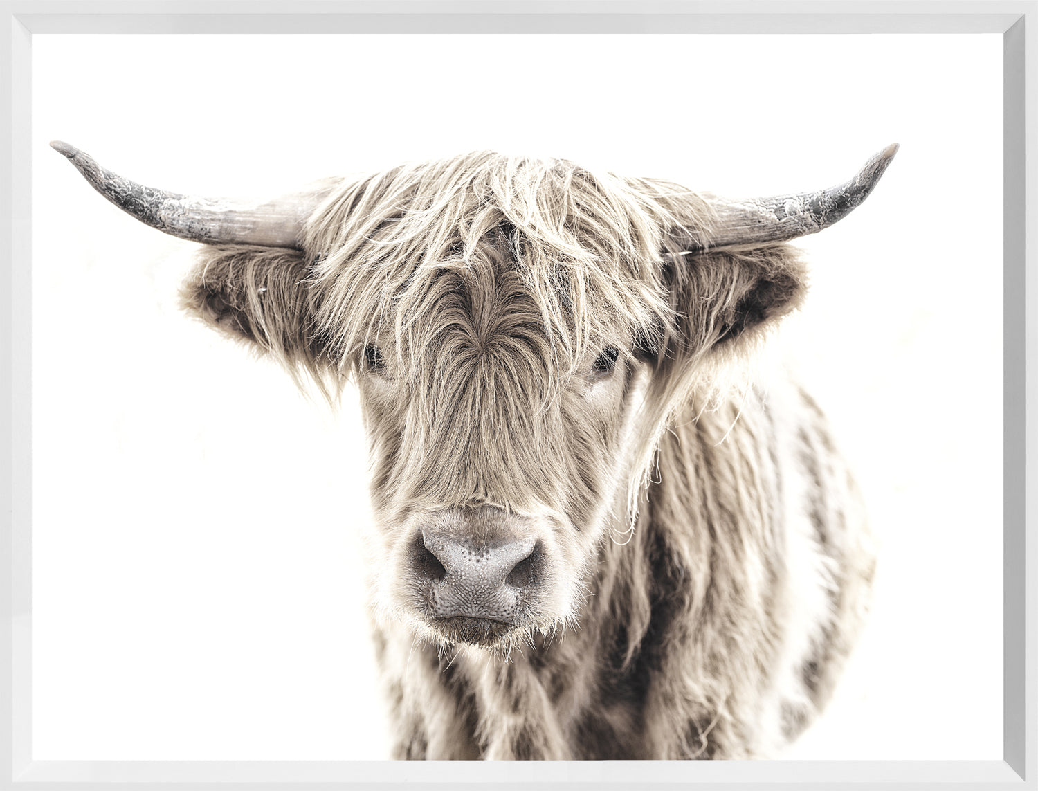 Highland Cattle Trio Bundle