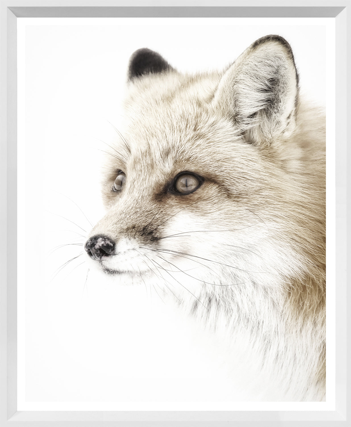 Wild Canine Pair Bundle