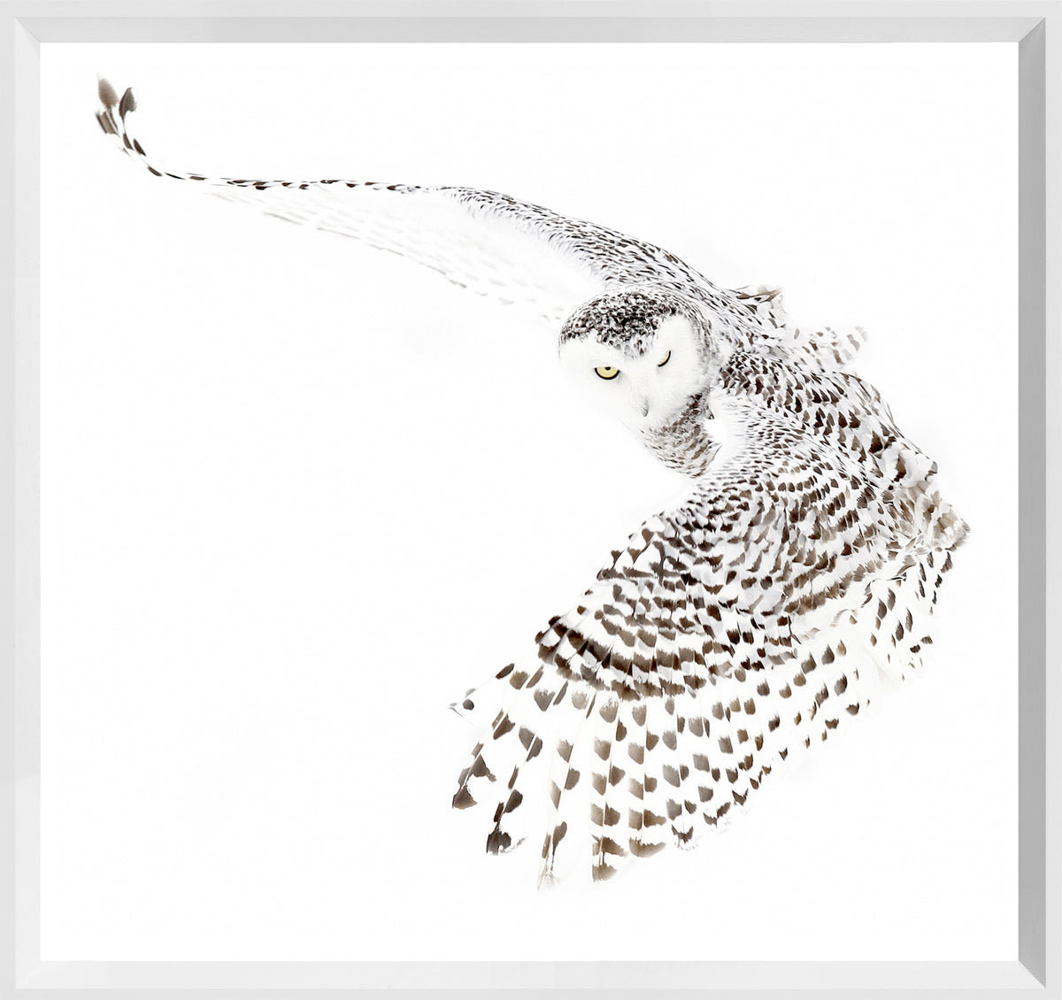 Snowy Owl & Fox on Alert Wildlife Pair Bundle