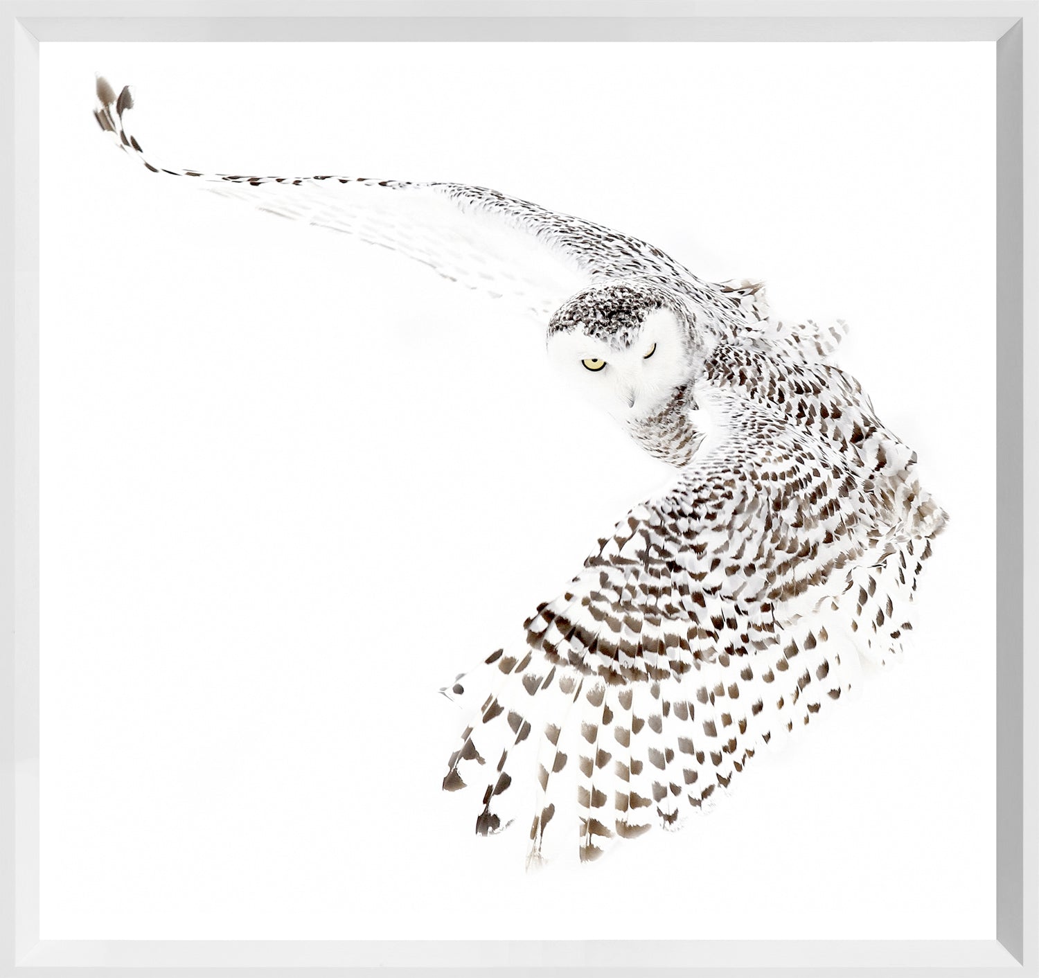 Snowy Owl & Fox on Alert Wildlife Pair Bundle