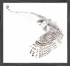 18 × 17 pulg. – Marco gris