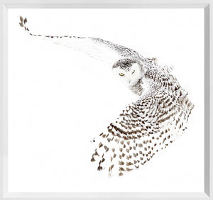 Snowy Owl — nature and landscape fine art print shown from another angle