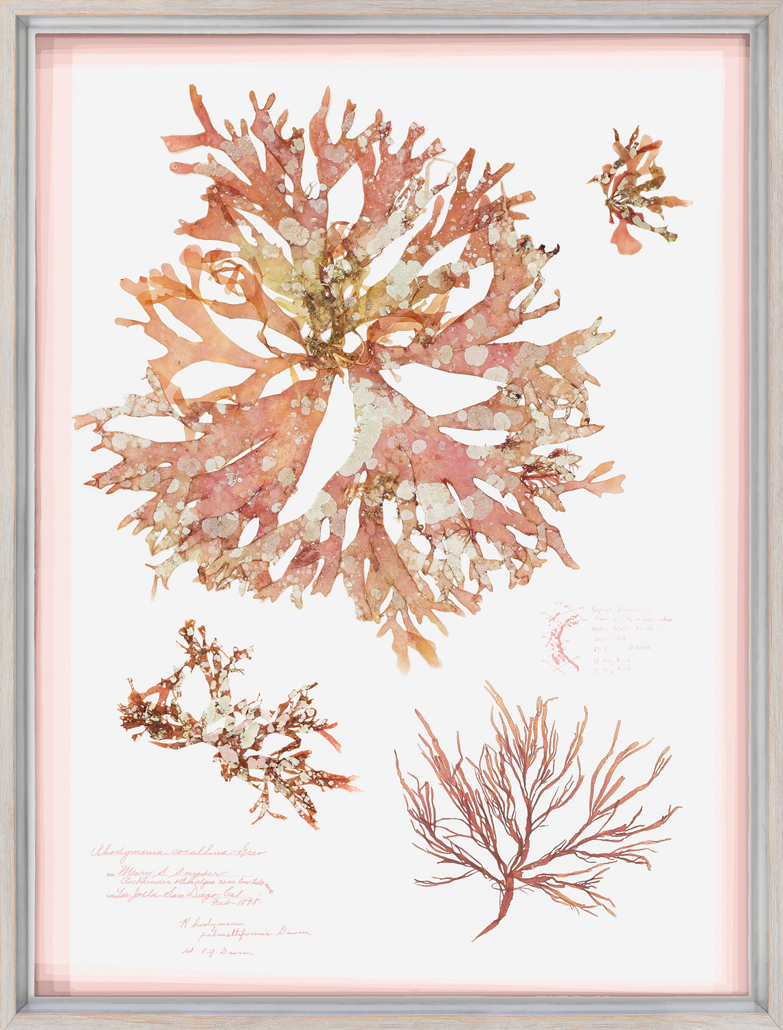 Coral Pressings I wall art featuring pink and orange coral illustrations on white background.