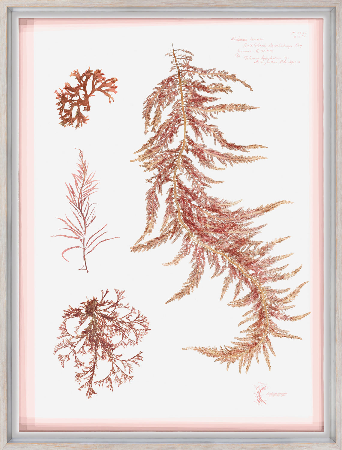 Coral Pressings III wall art featuring various coral illustrations in pink and gold tones.