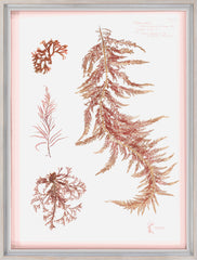 19 × 25 in – Glass Framed