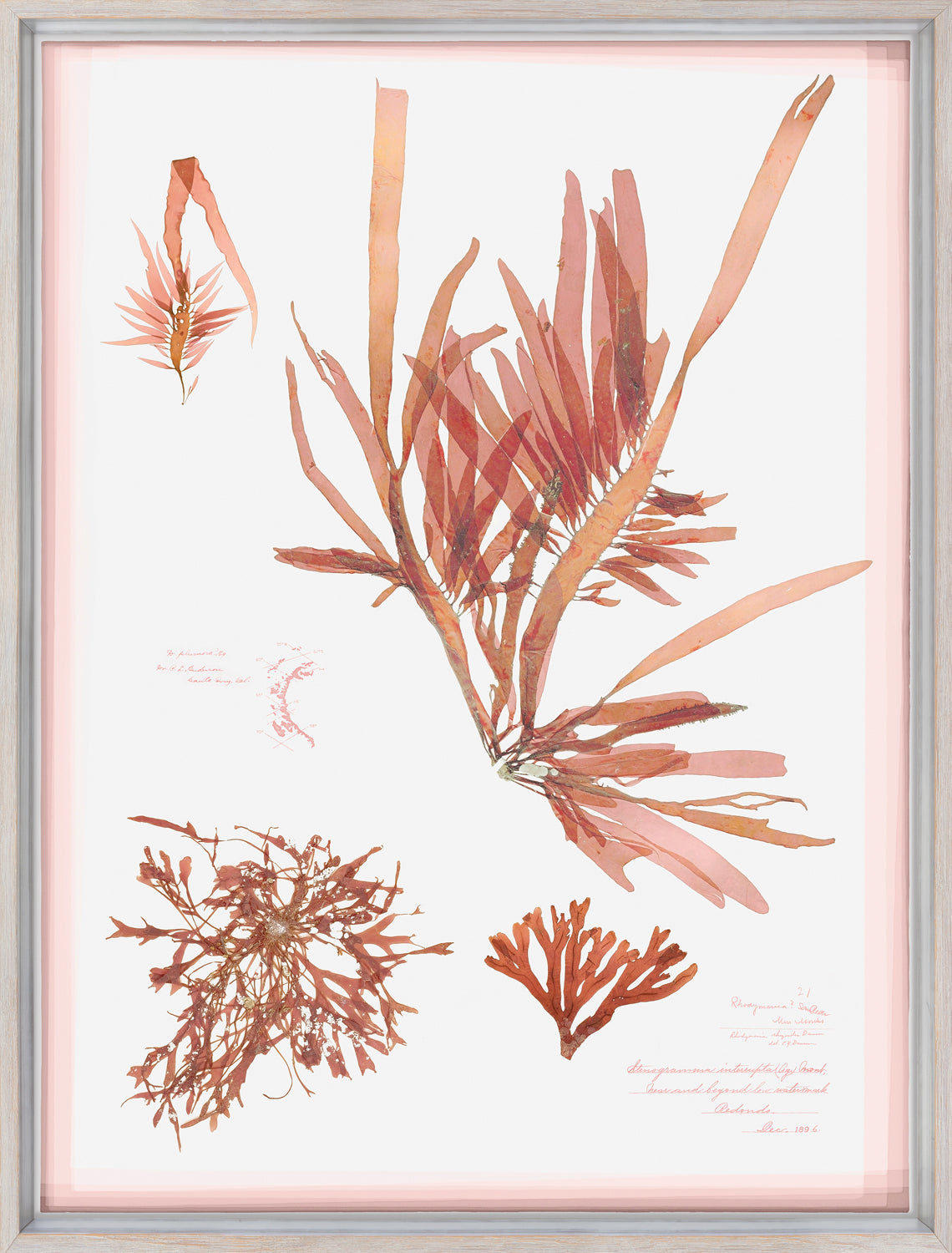 Coral Pressings II — still life fine art print shown from another angle