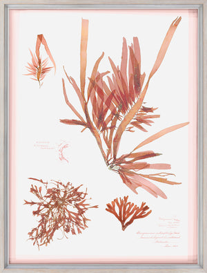 Coral Pressings II — still life fine art print shown from another angle