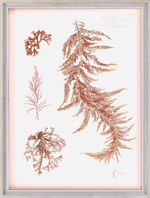 Coral Pressings III — still life fine art print shown from another angle