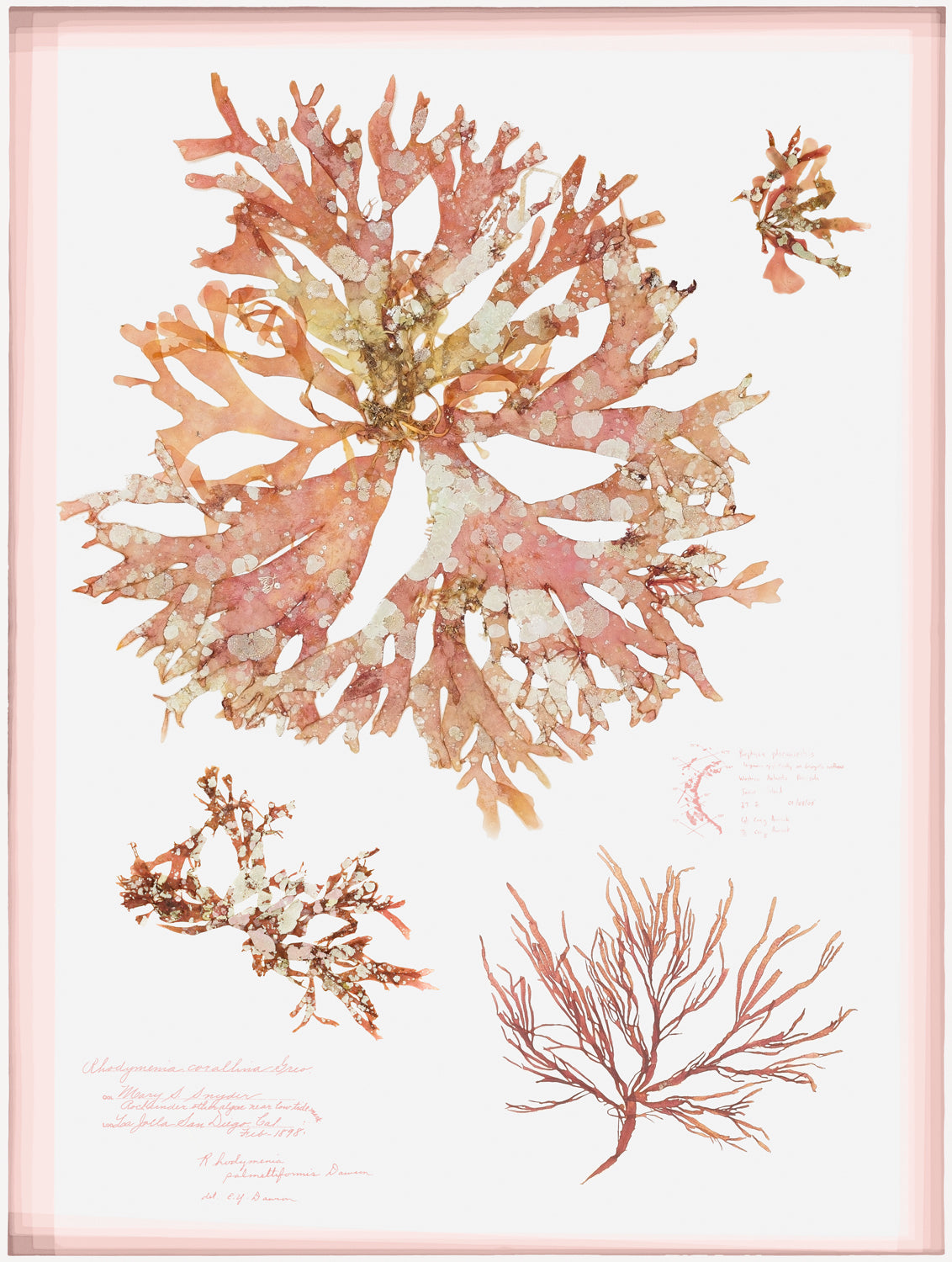 Coral Pressings I — still life fine art print in pastel tones at Laurie Yapp Home