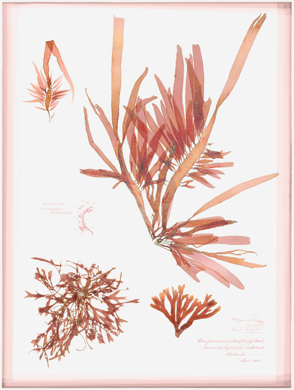 Coral Pressings II — still life fine art print in pastel tones at Laurie Yapp Home