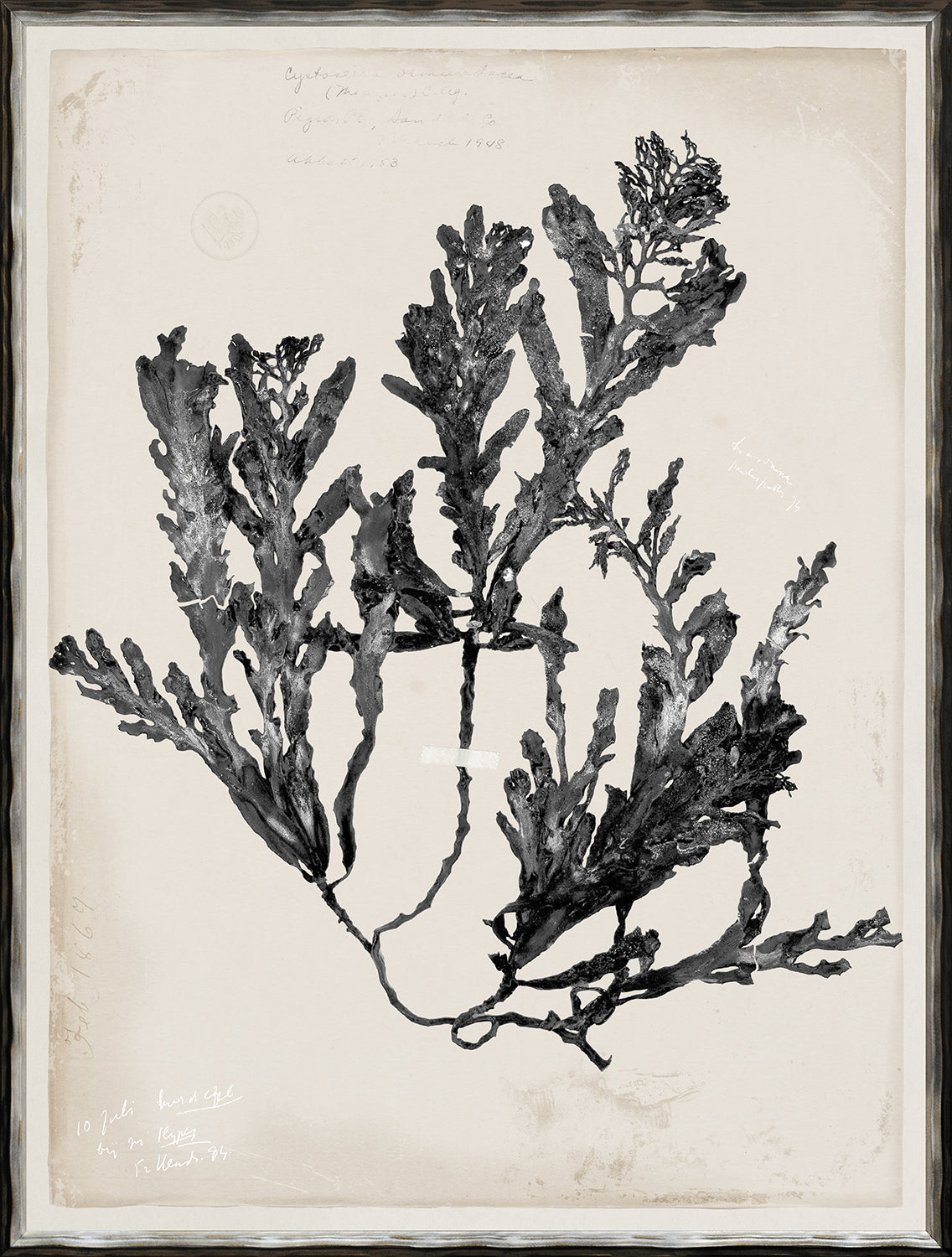De Mari Series III framed art print, Gild Silver, 19 × 25 in