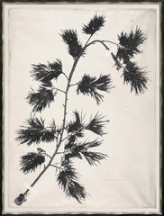 19 × 25 in – Gild Silver