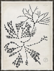 19 × 25 in – Gild Silver