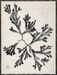 19 × 25 in – Gild Silver